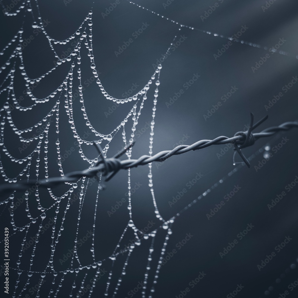 raindrops on the spider web in the nature in autumn season raindrops on the spider web in the nature in autumn season