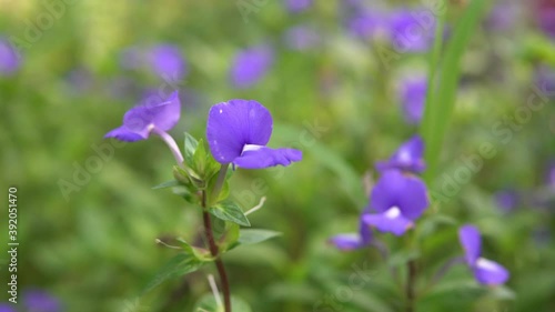 Brazilian Snapdragon flower blooming photo