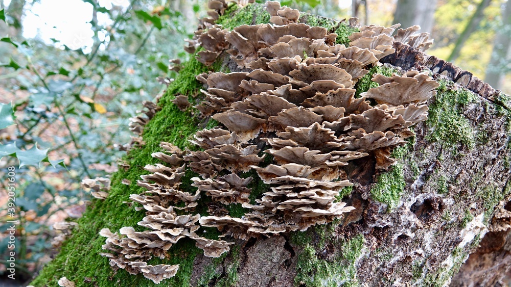 Obraz premium Pilze im herbstlichen Wald