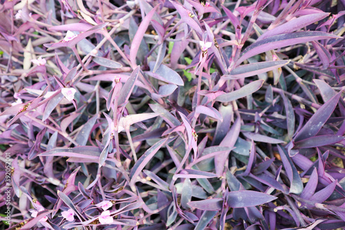 Tradescantia pallida (Purple Heart) close up view