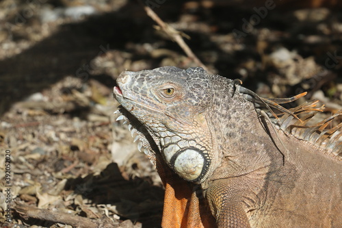 iguane prend un bain de soleil 
