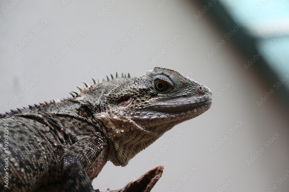 Fototapeta premium le regard d'un iguane 