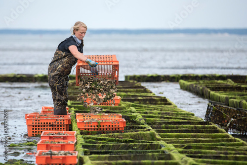 Female Shellfish farmer emptying oysters from crate into oyster cages photo