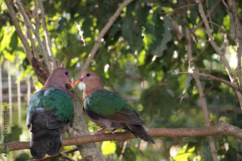 d'une pigeons en tête à tête 