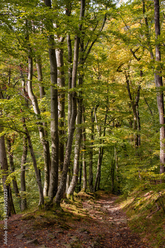 Jankovac forest in UNESCO Geopark Papuk Jankovac forest in UNESCO Geopark Papuk
