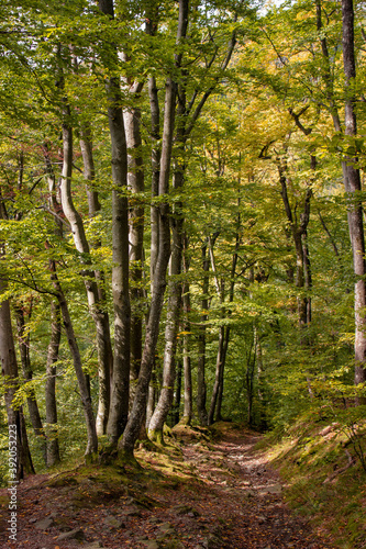 Jankovac forest in UNESCO Geopark Papuk © Roko