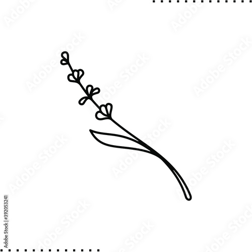 Lavender twig vector icon in outlines 