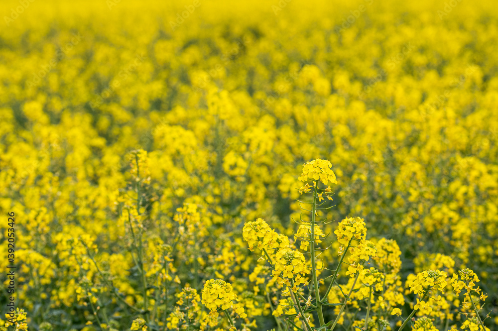 Vibrant bright colored fields of yellow rapeseed flowers