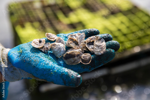 close up gloved hand holding juvenile oysters