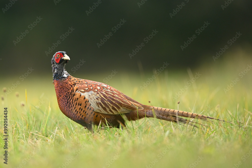 Ringneck Pheasant (Phasianus colchicus) male Ringneck Pheasant (Phasianus colchicus) male
