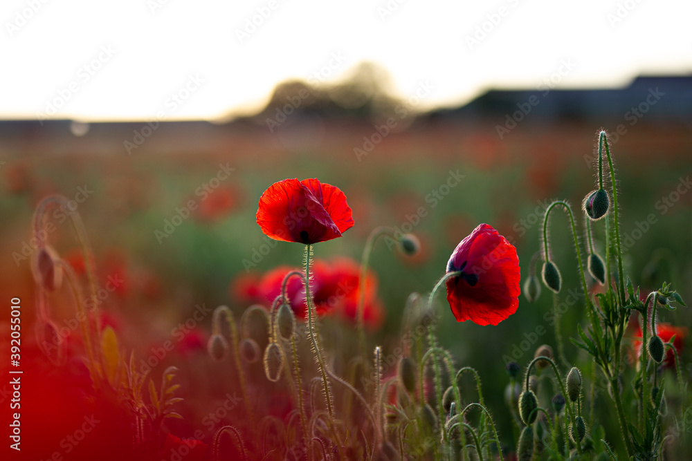 Obraz premium Mohnblume