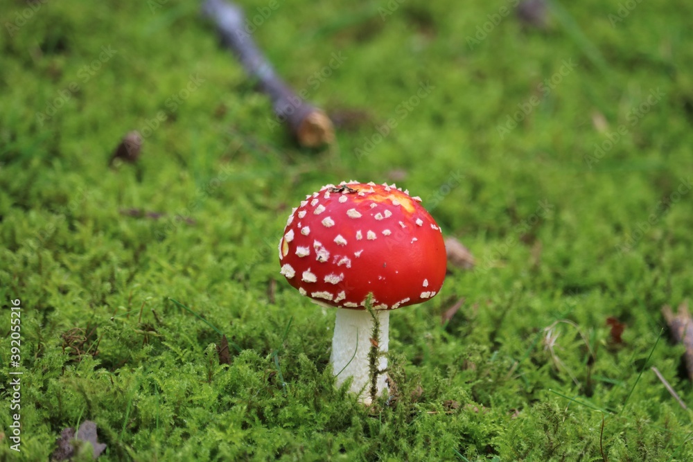 Fototapeta premium Amanite tue-mouches