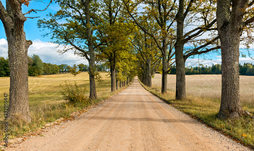 Countryside road with sunbeam trough branch of oak trees, European rural land...