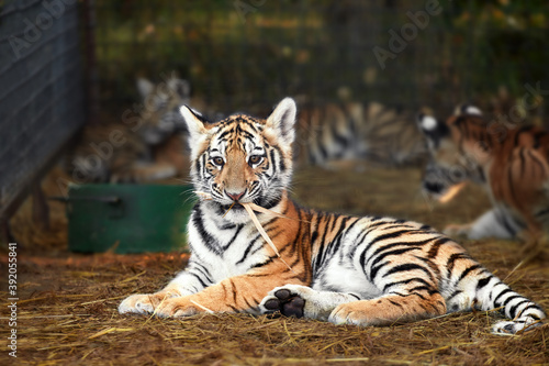 Portrait of a beautiful little tiger cub at the zoo, close up