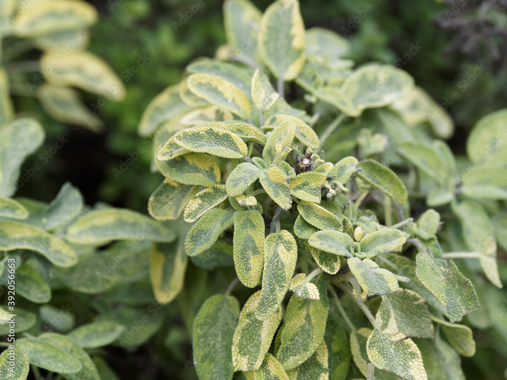 Icterina Golden leaf sage or variegated Common sage (Salvia officinalis) Icterina Golden leaf sage or variegated Common sage (Salvia officinalis)