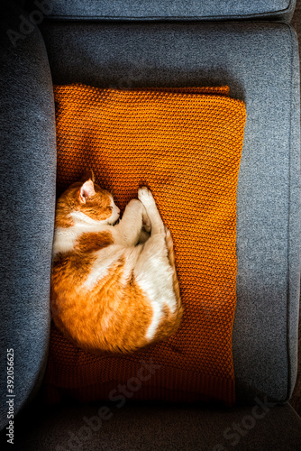 orange and white cat sleeping on a blanket on a couch inside a house photo