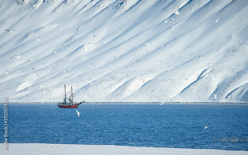 Kittiwakes fly past the Noorderlicht, a traditional sailing vessel, taken on an Arctic sailing expedition through North Spitsbergen. photo