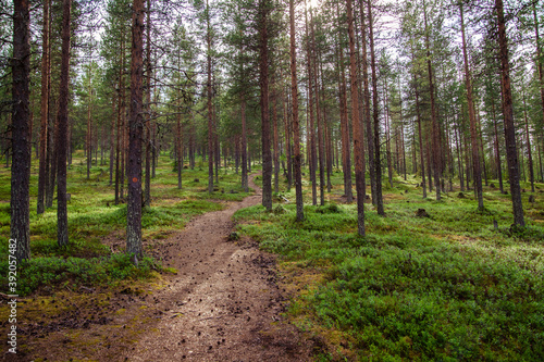  Summer forest path among tall pines © Savour_of_day