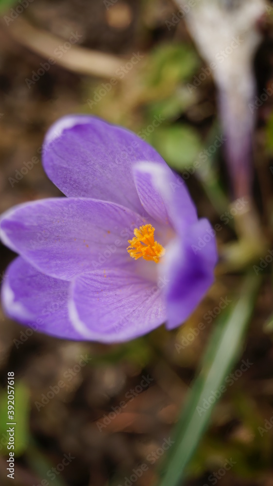 purple crocus flower