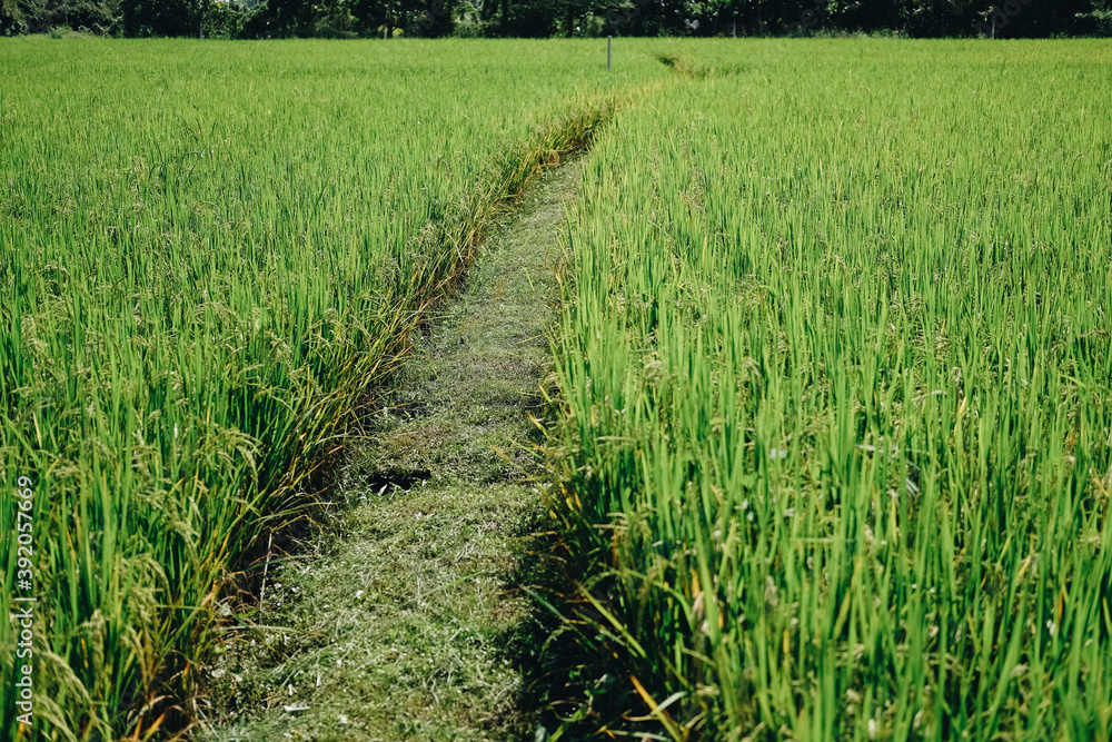 walkway in rice paddy field. walkway in rice paddy field.