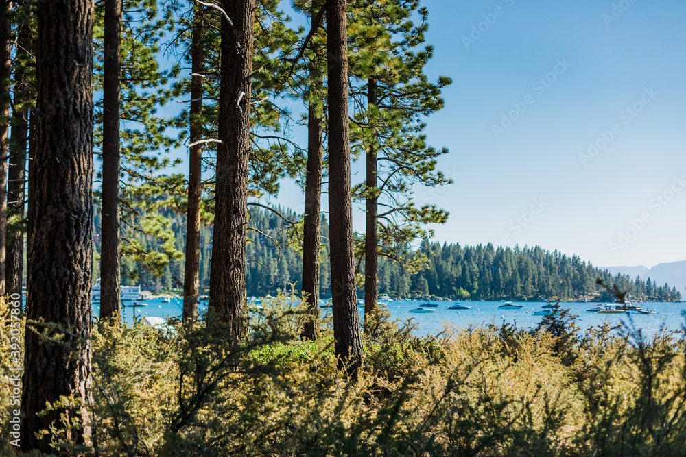 Pine Forest with Boats on a Mountain Lake with Blue Skies Pine Forest with Boats on a Mountain Lake with Blue Skies
