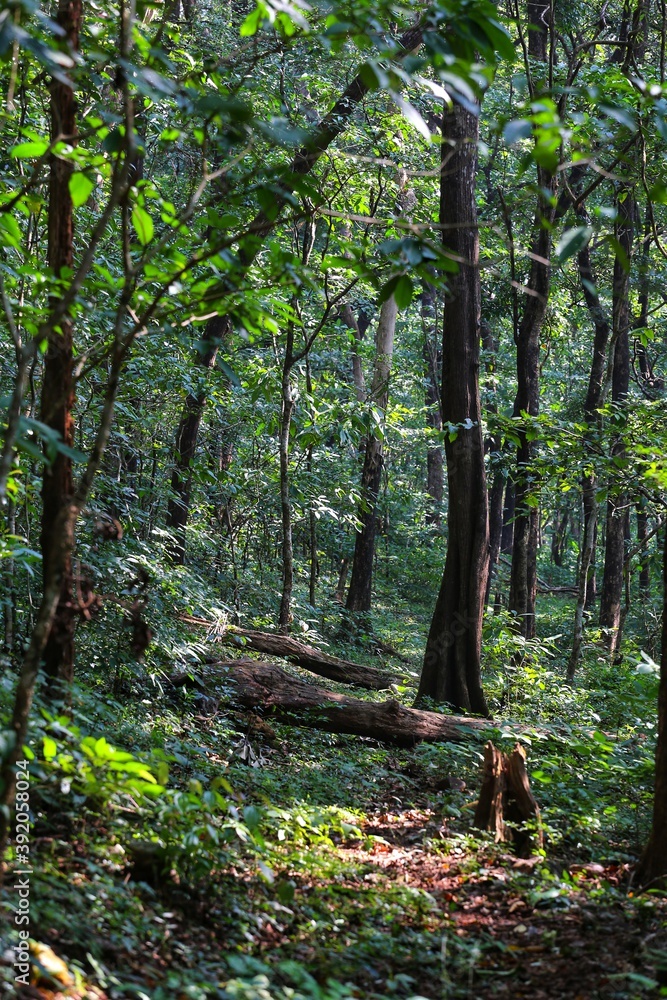 Obraz premium Jungle. State Of Goa. India
