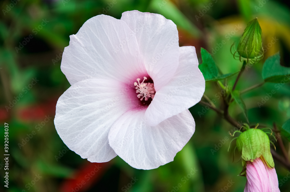 The blooming white flower of Hibiscus laevis and wilted nearby against a green background of foliage The blooming white flower of Hibiscus laevis and wilted nearby against a green background of foliage