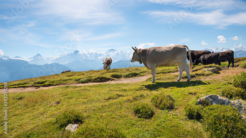 cows at alpine meadow Niederhorn mountain, swiss alps