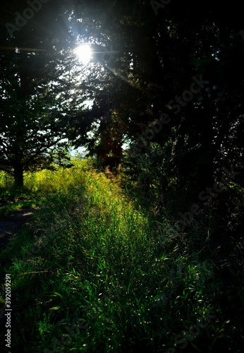 sun rays in the forest © Image Fréd Dupuy 