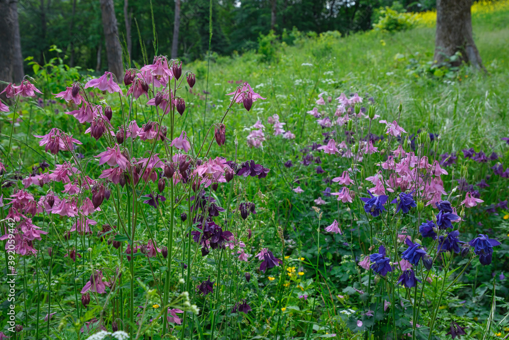 Wild flower meadow in Germany with  common columbine in different colours