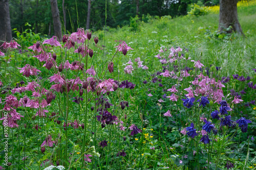 Fototapeta Naklejka Na Ścianę i Meble -  Wild flower meadow in Germany with  common columbine in different colours