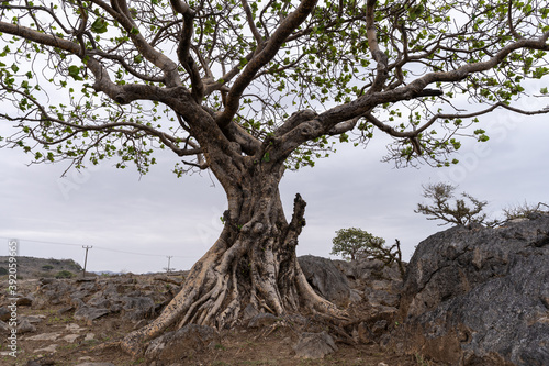 baobab tree in Oman 