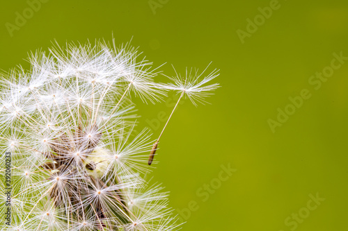 Dandelion clock seeds on a mirror