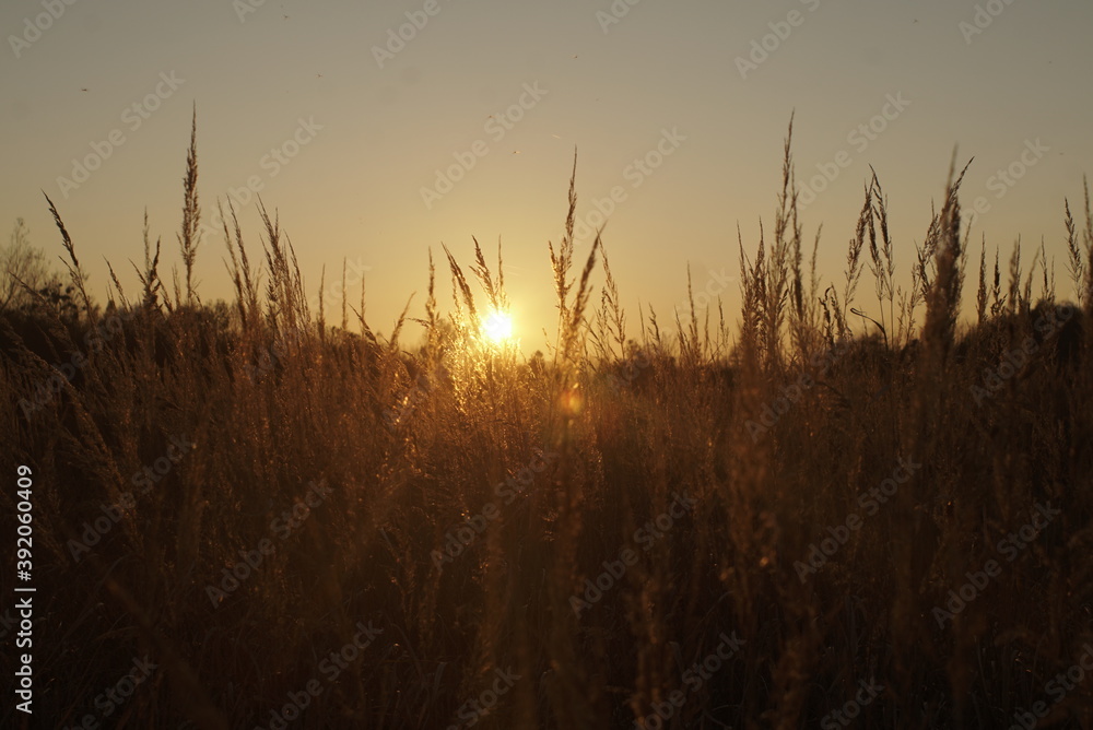 dry autumn grass at sunset