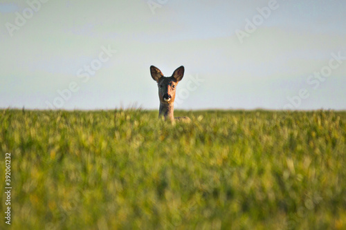 Roe deer looking at camera in green field