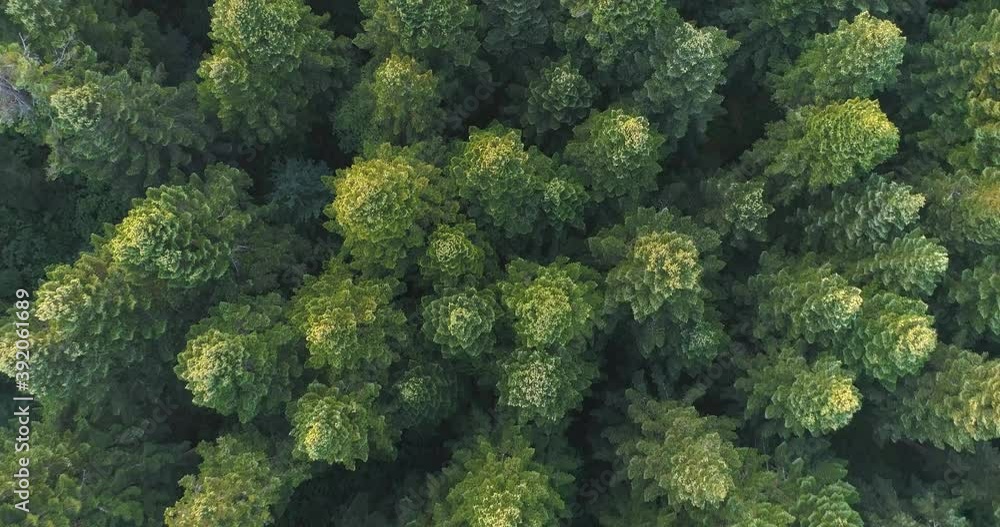 Top View Of Pine Forest Top View Of Pine Forest