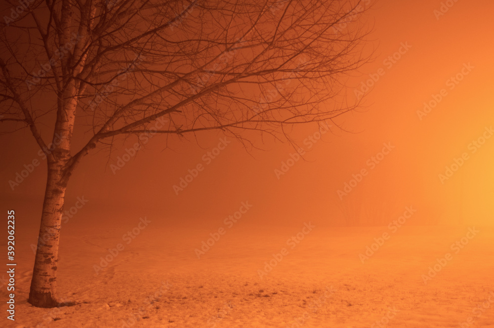 Tree in a Foggy Winter Night