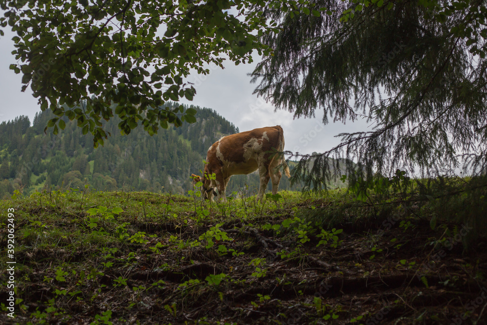 Eine Kuh durch Bäume fotografiert