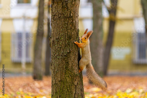 Fluffy beautiful squirrel on a tree trunk among yellow leaves in autumn in a city park © Kate