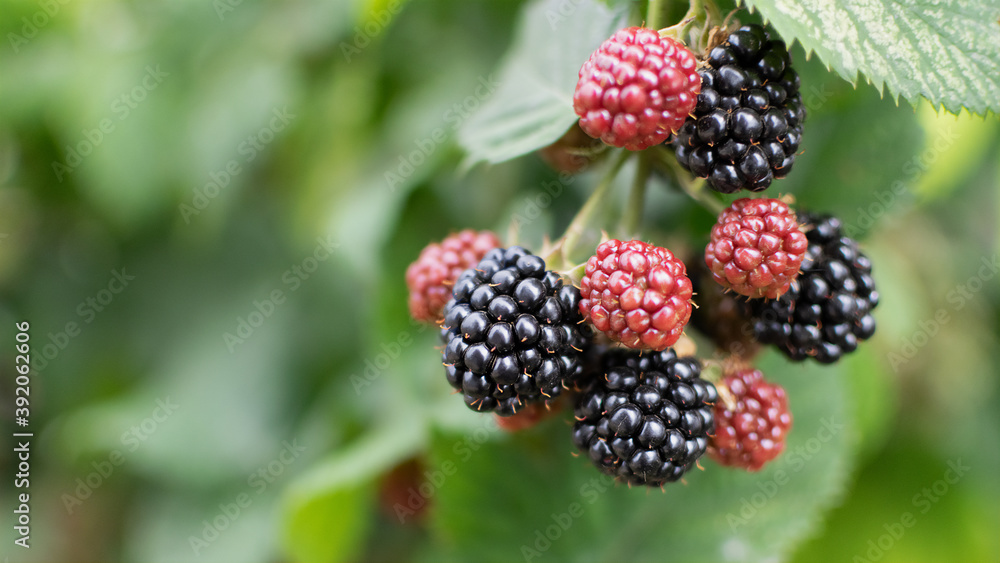 Blackberries on a blurry background Blackberries on a blurry background