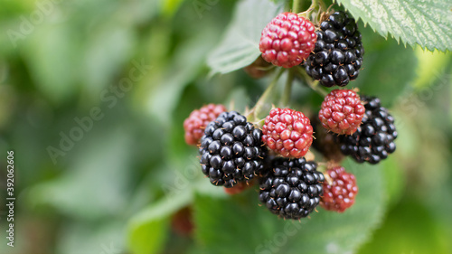 Blackberries on a blurry background