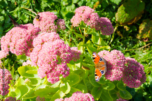 Butterfly in Velka Fatra Borisov photo