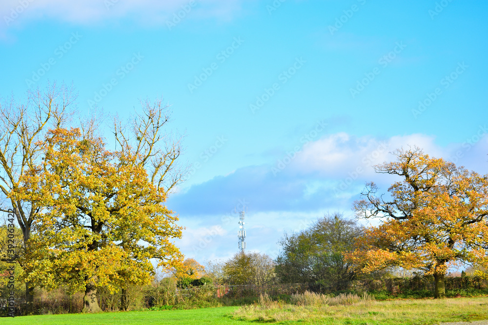Fototapeta premium tree in autumn