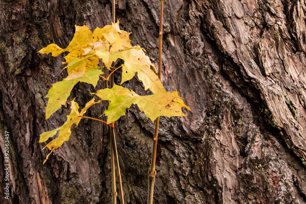 Yellow maple leaves on a trunk background