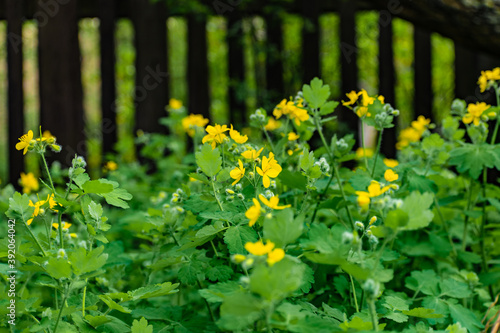 Flowering wild plants - celandine, the small, yellow flowers with thin green leaves from the family of the poppy