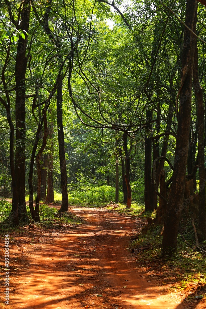 Fototapeta premium Road in the forest. State Of Goa. India