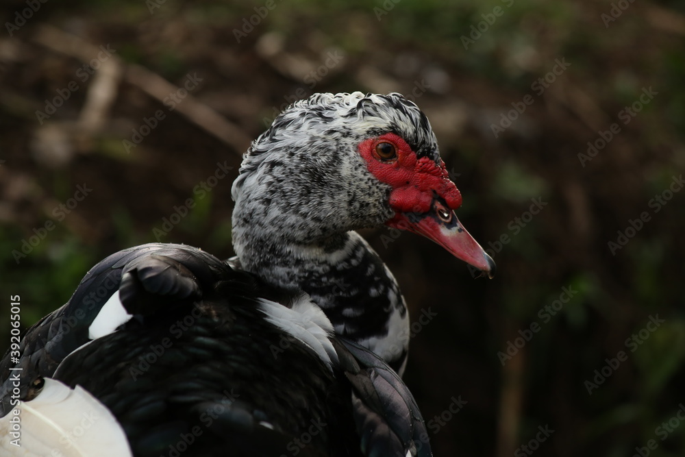 Fototapeta premium Close up of the head of a large domesticated white and black colored duck