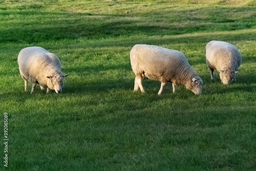Sheep grazing in sunlight on lush pasture