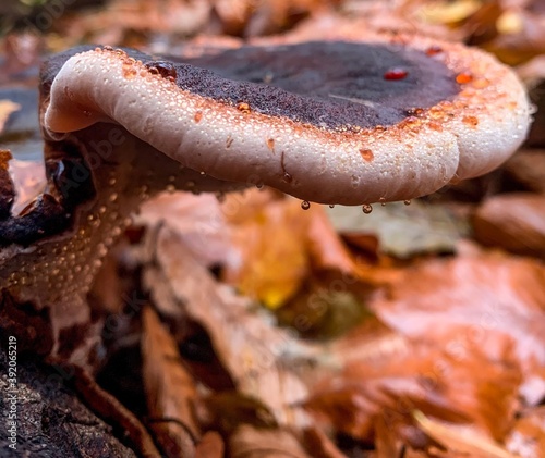 Vászonkép ischnoderma resinous polypore ganoderma mushroom in the forest