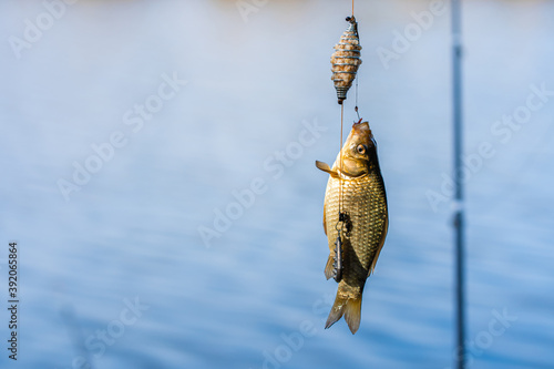 Fish on a hook. Fishing hobby and leisure. Silent hunting © Kate